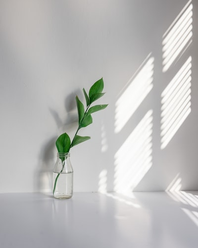 透明玻璃花瓶中的绿色植物